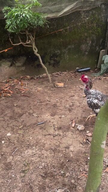 Gà chọi Đen trắng Đực. Mua bán Gà tại Huyện Hoa Lư Ninh Bình được đăng bởi tùng hình 1