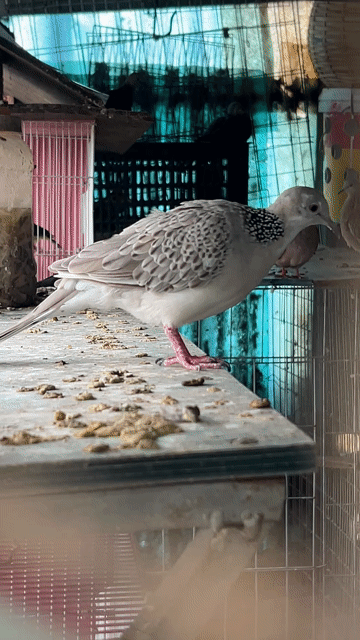 Chim cu màu lạ. Mua bán Chim tại Huyện Nhà Bè Tp Hồ Chí Minh được đăng bởi Quý hình 1