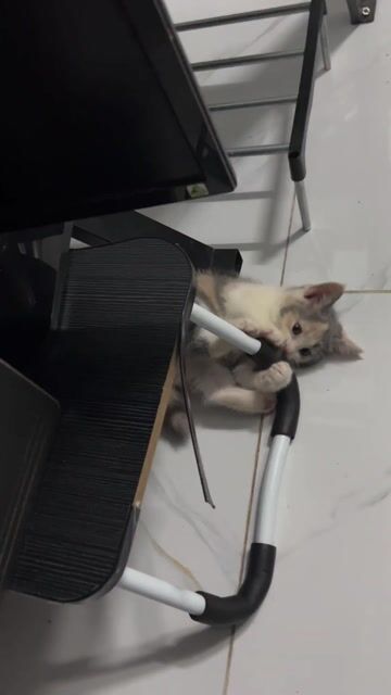 Mèo ALN màu tam thể. Mua bán Mèo tại Thị xã Tân Uyên Bình Dương được đăng bởi Hiền Thu hình 1