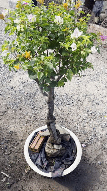 Cây cảnh bonsai Hoa giấy dáng trực 6 màu. Mua bán Cây cảnh, đồ trang trí tại Huyện Hóc Môn Tp Hồ Chí Minh được đăng bởi Hoang My Gaden hình 1