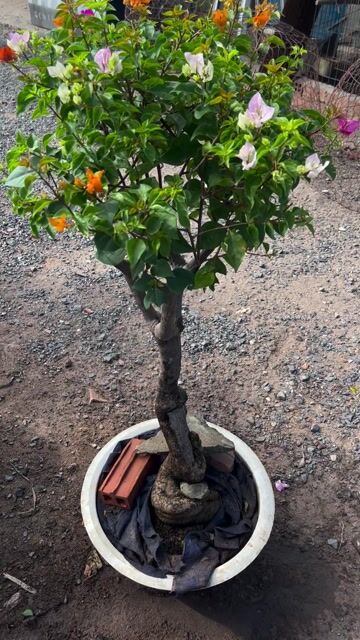 Cây cảnh bonsai Hoa giấy dáng trực 6 màu. Mua bán Cây cảnh, đồ trang trí tại Huyện Hóc Môn Tp Hồ Chí Minh được đăng bởi Hoang My Gaden hình 1