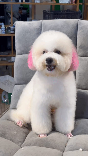 Chó Poodle Đực 1 tuổi Trắng hồng. Mua bán Chó tại Thành phố Long Khánh Đồng Nai được đăng bởi Quỳnh Như hình 1