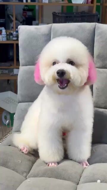 Chó Poodle Đực 1 tuổi Trắng hồng. Mua bán Chó tại Thành phố Long Khánh Đồng Nai được đăng bởi Quỳnh Như hình 1