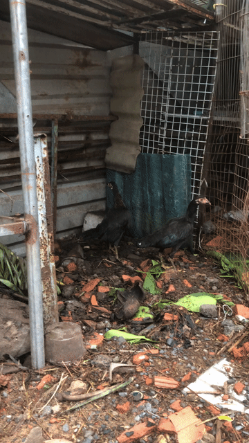 Cặp Gà mái Jap Cuban tơ. Mua bán Gà tại Quận 7 Tp Hồ Chí Minh được đăng bởi ThanhThanh hình 1