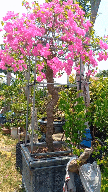 Xoài Úc.hoa giấy.. Mua bán Cây cảnh, đồ trang trí tại Quận Cẩm Lệ Đà Nẵng được đăng bởi vinh hình 1