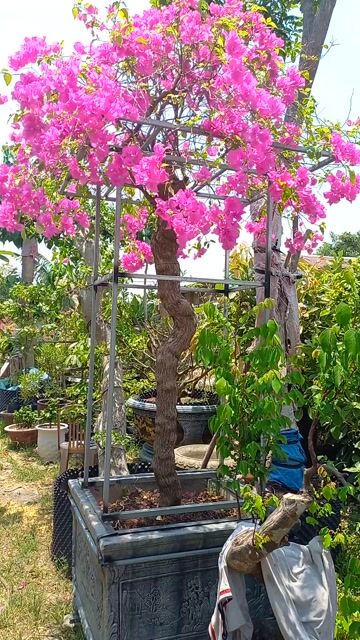 Xoài Úc.hoa giấy.. Mua bán Cây cảnh, đồ trang trí tại Quận Cẩm Lệ Đà Nẵng được đăng bởi vinh hình 1