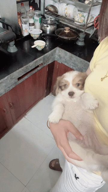 Chó Phốc Sóc lai Poodle Nâu trắng. Mua bán Chó tại Huyện Hoằng Hóa Thanh Hóa được đăng bởi nguyễn thị thương hình 1