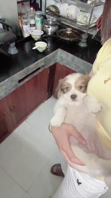 Chó Phốc Sóc lai Poodle Nâu trắng. Mua bán Chó tại Huyện Hoằng Hóa Thanh Hóa được đăng bởi nguyễn thị thương hình 1