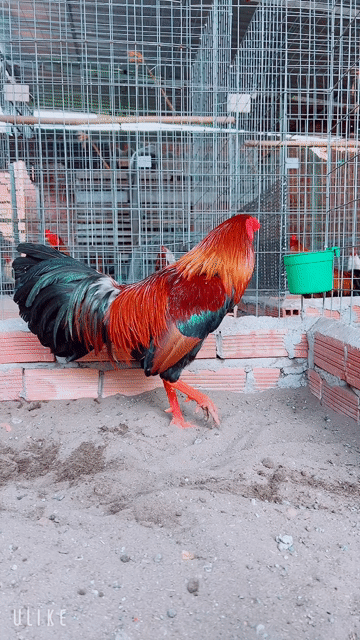 Gà chọi Đỏ đen vàng 2.8kg. Mua bán Gà tại Thành phố Sa Đéc Đồng Tháp được đăng bởi Gà Nòi Đồng Tháp hình 1