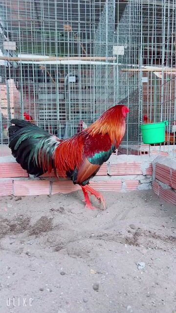 Gà chọi Đỏ đen vàng 2.8kg. Mua bán Gà tại Thành phố Sa Đéc Đồng Tháp được đăng bởi Gà Nòi Đồng Tháp hình 1