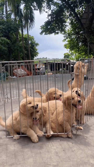 Chó Golden Retriever Vàng Đã tiêm vắc xin. Mua bán Chó tại Quận Hà Đông Hà Nội được đăng bởi Trang hình 1