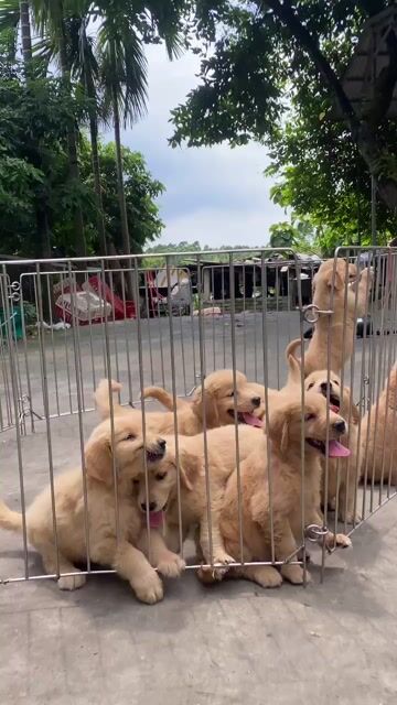 Chó Golden Retriever Vàng Đã tiêm vắc xin. Mua bán Chó tại Quận Hà Đông Hà Nội được đăng bởi Trang hình 1