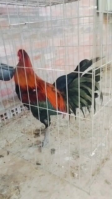 Cặp  nọc peru 3.3kg. Mua bán Gà tại Huyện Cù Lao Dung Sóc Trăng được đăng bởi Hải hình 1