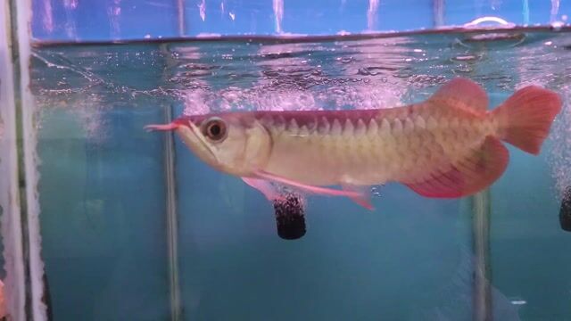 Cá Rồng Huyết Long size 20cm Indonesia chuẩn chỉ. Mua bán Thú cưng khác tại Huyện Bình Chánh Tp Hồ Chí Minh được đăng bởi Tuấn Anh Cá Kiểng Online hình 1