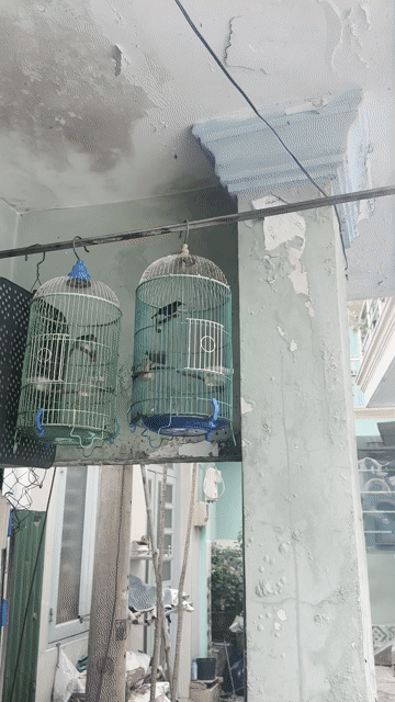 chào mào bổi bộ nhỏ và hm 7mau cám cứng. Mua bán Chim tại Thành phố Thủ Đức Tp Hồ Chí Minh được đăng bởi Louis Nguyễn hình 1