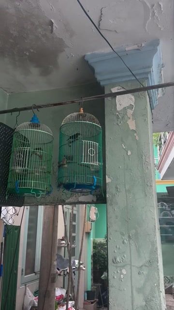 chào mào bổi bộ nhỏ và hm 7mau cám cứng. Mua bán Chim tại Thành phố Thủ Đức Tp Hồ Chí Minh được đăng bởi Louis Nguyễn hình 1