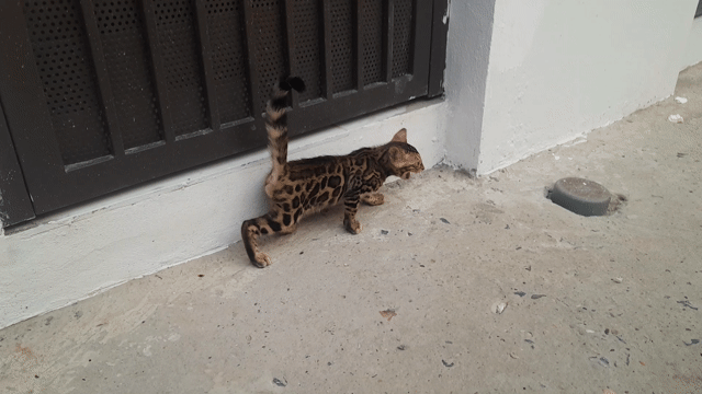 Mèo Bengal đực cái 70 ngày. Mua bán Mèo tại Quận Hà Đông Hà Nội được đăng bởi Thủy hình 1