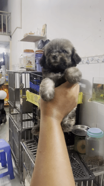 Chó Poodle xám phantom 2 tháng ba teacup mẹ tiny. Mua bán Chó tại Quận 8 Tp Hồ Chí Minh được đăng bởi Pé Heo hình 1