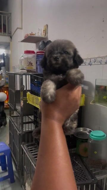 Chó Poodle xám phantom 2 tháng ba teacup mẹ tiny. Mua bán Chó tại Quận 8 Tp Hồ Chí Minh được đăng bởi Pé Heo hình 1
