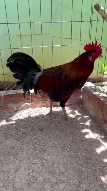 điều lá Mỹ 2.6kg trạng 3kg ngoài. Mua bán Gà tại Huyện Đất Đỏ Bà Rịa - Vũng Tàu được đăng bởi Phong CHICKEN hình 1