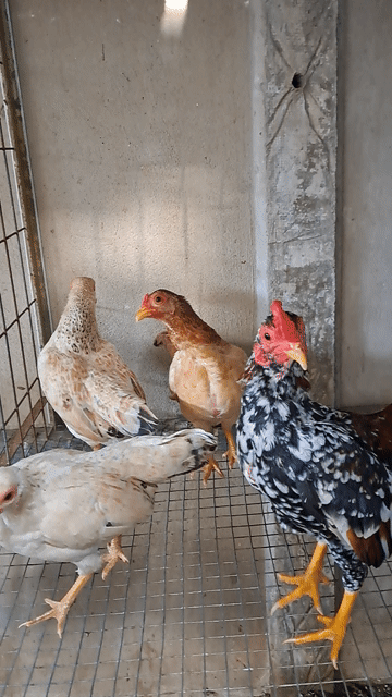 Gà tre Bắc mái sinh sản 1 lứa. Mua bán Gà tại Huyện Củ Chi Tp Hồ Chí Minh được đăng bởi Bùi Tuấn Trung hình 1