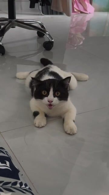 Mèo Đen trắng trên 2 tuổi. Mua bán Mèo tại Thành phố Bà Rịa Bà Rịa - Vũng Tàu được đăng bởi quochuy giang hình 1