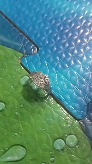 Nhẫn Bạc Nữ Hello Kitty Đính đá. Mua bán Phụ kiện thời trang khác tại Huyện Bình Chánh Tp Hồ Chí Minh được đăng bởi Minh Thư hình 1