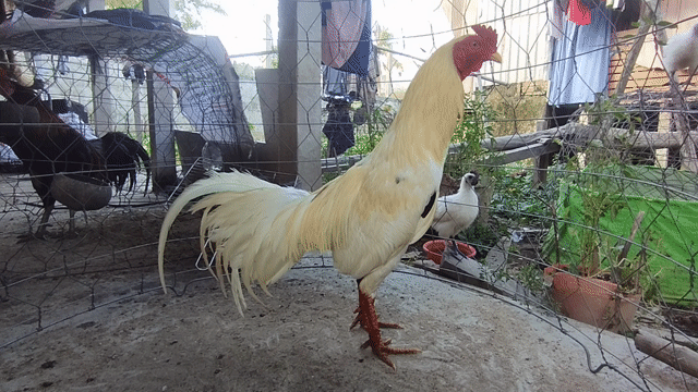 thập cựa 2kg5 tay 1 cục đá liền. Mua bán Gà tại Huyện Châu Thành An Giang được đăng bởi Nhi Gà Đá hình 1