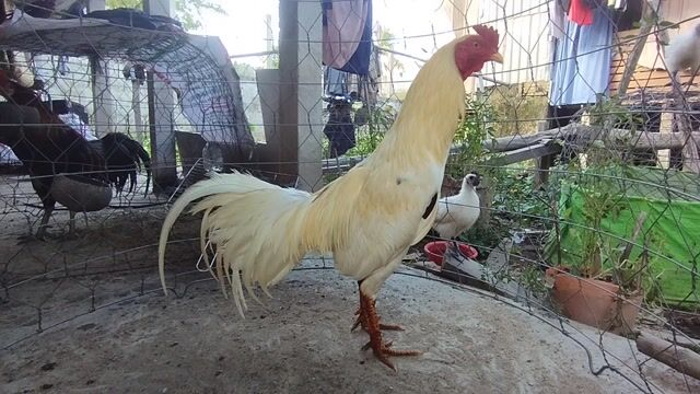 thập cựa 2kg5 tay 1 cục đá liền. Mua bán Gà tại Huyện Châu Thành An Giang được đăng bởi Nhi Gà Đá hình 1