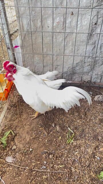 Gà tre 3 mái 1 trống đang đẻ. Mua bán Gà tại Huyện Vĩnh Cửu Đồng Nai được đăng bởi suduki hình 1