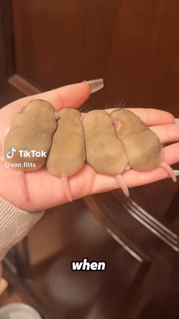 Chuột đuôi mập Nâu vàng. Mua bán Thú cưng khác tại Quận Tây Hồ Hà Nội được đăng bởi Quang Duy hình 1