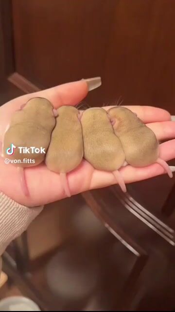 Chuột đuôi mập Nâu vàng. Mua bán Thú cưng khác tại Quận Tây Hồ Hà Nội được đăng bởi Quang Duy hình 1
