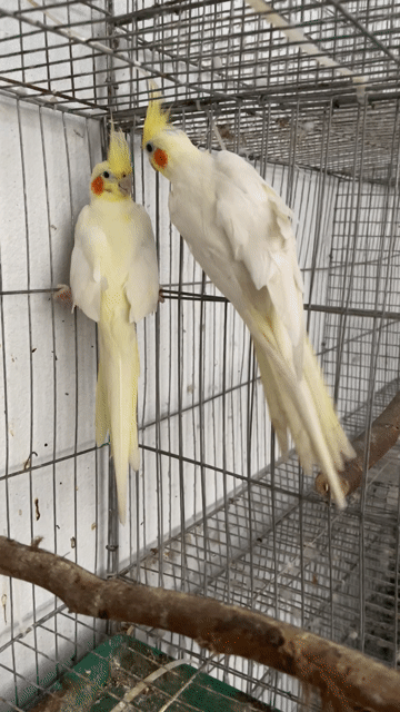 Chim vẹt Cockatiel Vàng lutino sinh sản. Mua bán Chim tại Quận Sơn Trà Đà Nẵng được đăng bởi Vu Nguyen hình 1