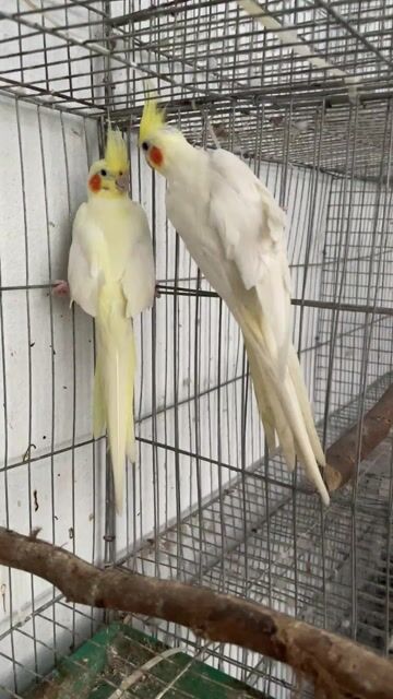 Chim vẹt Cockatiel Vàng lutino sinh sản. Mua bán Chim tại Quận Sơn Trà Đà Nẵng được đăng bởi Vu Nguyen hình 1