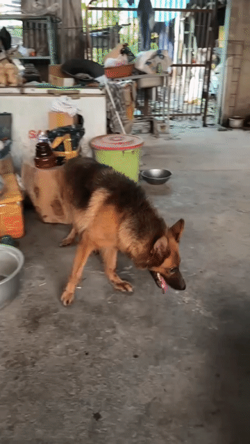 Chó Becgie đã tiêm phòng. Mua bán Chó tại Huyện Củ Chi Tp Hồ Chí Minh được đăng bởi Nguyentien Đạo hình 1