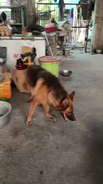 Chó Becgie đã tiêm phòng. Mua bán Chó tại Huyện Củ Chi Tp Hồ Chí Minh được đăng bởi Nguyentien Đạo hình 1