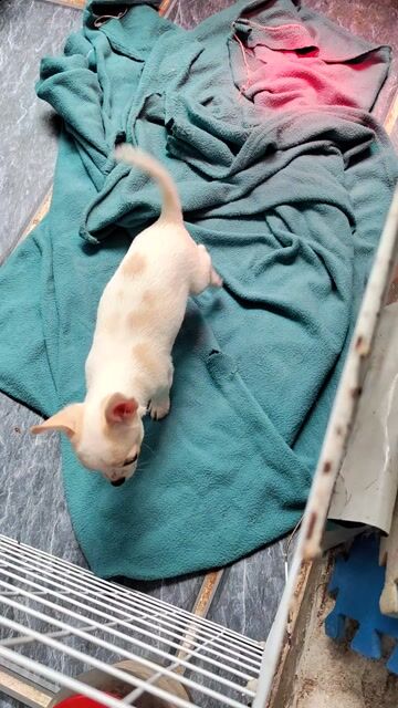 Chó Chihuahua cái 2 tháng. Mua bán Chó tại Quận Long Biên Hà Nội được đăng bởi đào khắc hoang 1989 hình 1