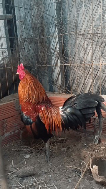 Gà chọi Điều Đực 1.2kg đang đi lông. Mua bán Gà tại Thành phố Thủ Đức Tp Hồ Chí Minh được đăng bởi Tuấn Phạm hình 1