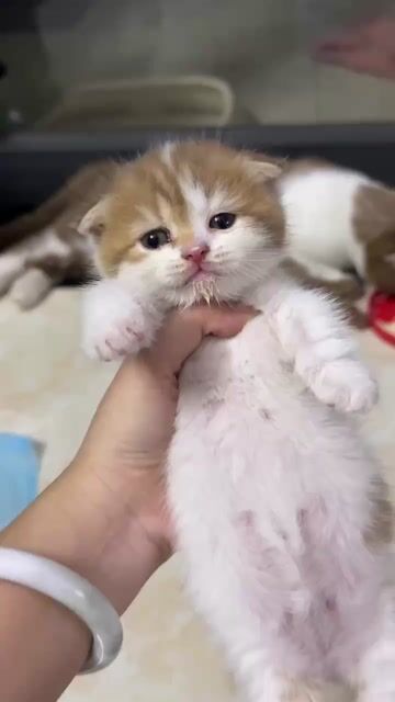 Mèo Anh Bình Dương Chân Lùn Cao Có Đủ. Mua bán Mèo tại Thành phố Thủ Dầu Một Bình Dương được đăng bởi Tiệm Mèo Nhà Mon hình 1