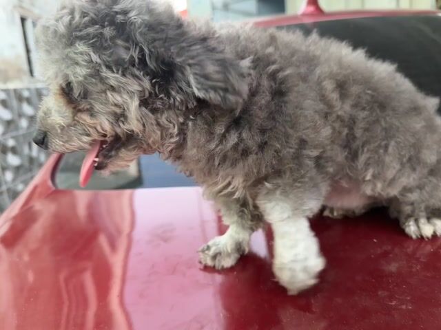 Chó Poodle cái màu Xám. Mua bán Chó tại Quận Bình Tân Tp Hồ Chí Minh được đăng bởi Nancy hình 1