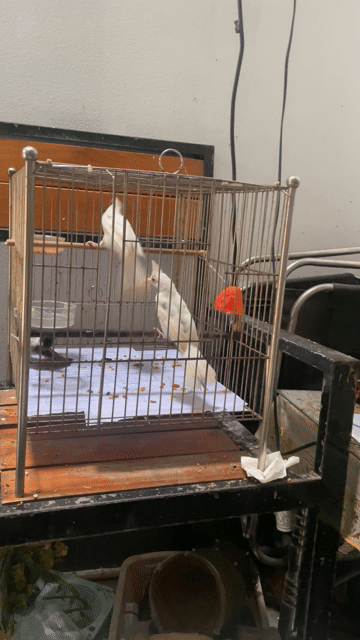 bạch bao trống ( đã xét nghiệm) mồng lân hung chim. Mua bán Chim tại Quận Bình Tân Tp Hồ Chí Minh được đăng bởi an phú hưng hình 1