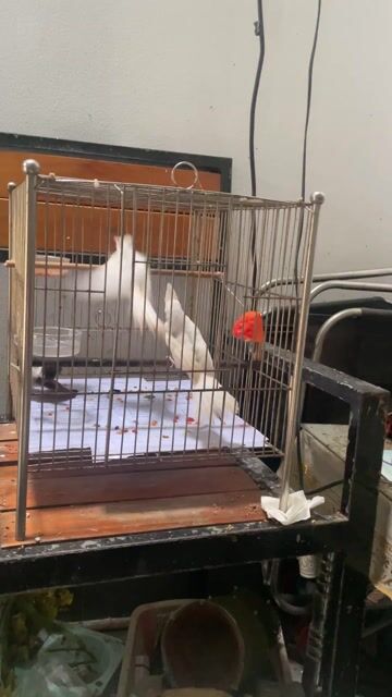 bạch bao trống ( đã xét nghiệm) mồng lân hung chim. Mua bán Chim tại Quận Bình Tân Tp Hồ Chí Minh được đăng bởi an phú hưng hình 1