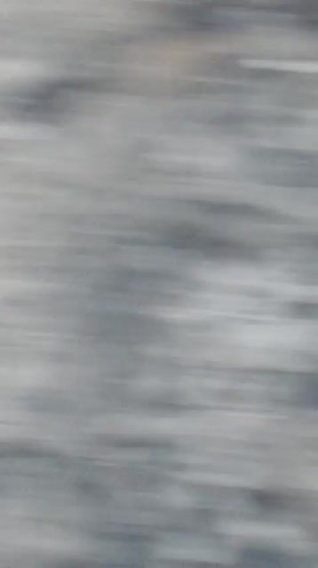 Chim khuyên vàng Xanh ô liu. Mua bán Chim tại Quận Gò Vấp Tp Hồ Chí Minh được đăng bởi Ngọc Toàn hình 1