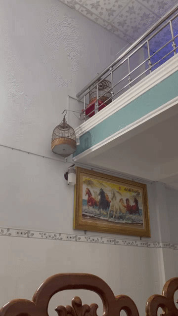 Chim Sơn ca 3 mùa Không xác định. Mua bán Chim tại Quận Cẩm Lệ Đà Nẵng được đăng bởi Luyt hình 1