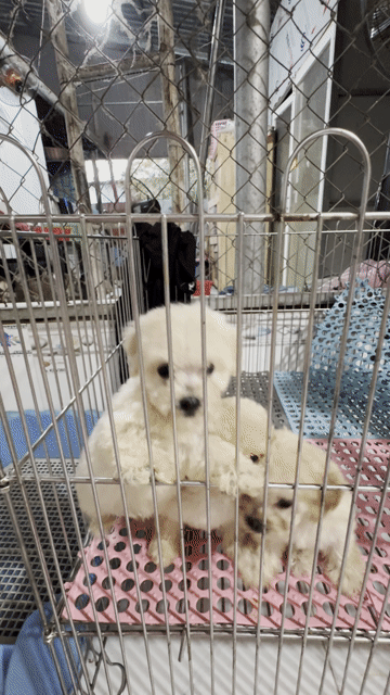 Chó Poodle 2 tháng đã tiêm. Mua bán Chó tại Quận 12 Tp Hồ Chí Minh được đăng bởi Hy hình 1