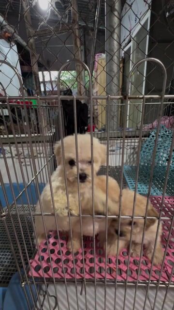 Chó Poodle 2 tháng đã tiêm. Mua bán Chó tại Quận 12 Tp Hồ Chí Minh được đăng bởi Hy hình 1