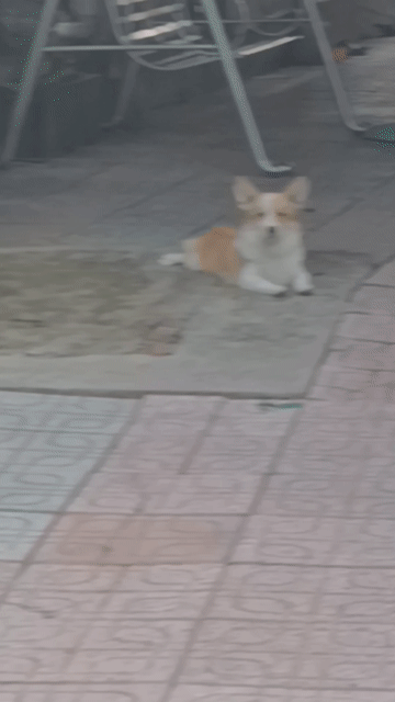 Chó Corgi đực Vàng trắng đã tiêm ngừa. Mua bán Chó tại Thành phố Thủ Dầu Một Bình Dương được đăng bởi Nguyễn Duy hình 1