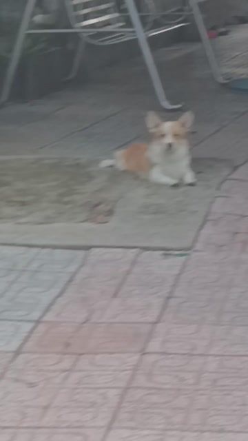 Chó Corgi đực Vàng trắng đã tiêm ngừa. Mua bán Chó tại Thành phố Thủ Dầu Một Bình Dương được đăng bởi Nguyễn Duy hình 1