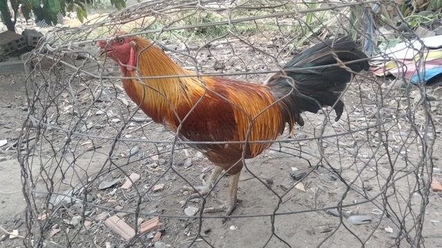 Gà Đực 3.7kg. Mua bán Gà tại Huyện Trảng Bàng Tây Ninh được đăng bởi happy new year 2026 hình 1
