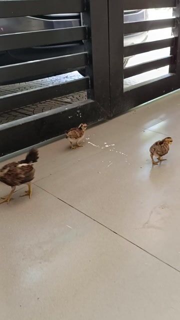 Gà con cảnh. Mua bán Gà tại Quận Cẩm Lệ Đà Nẵng được đăng bởi Khue Vu hình 1